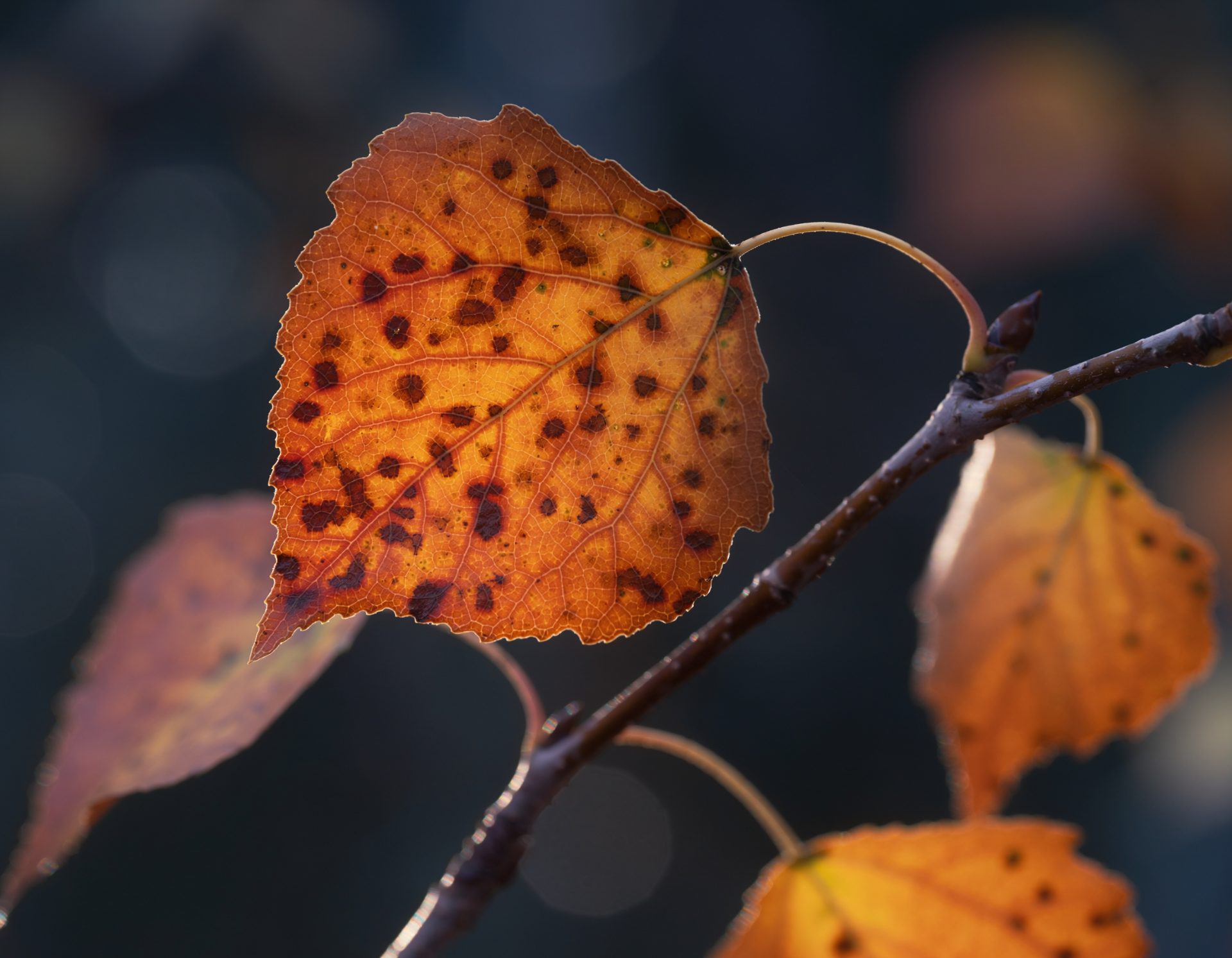 Autumn Speckled Poplar Leaf Macro