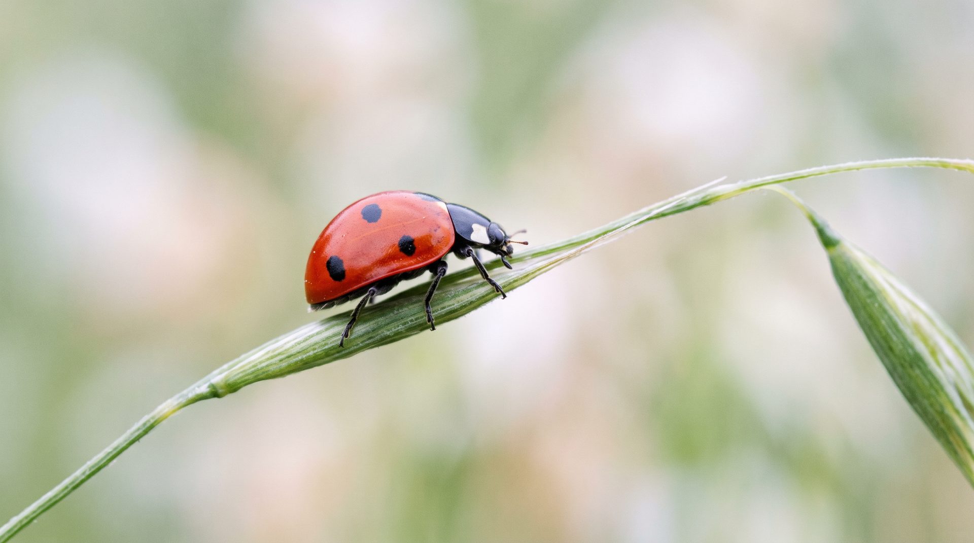 Ladybug on Green Blade