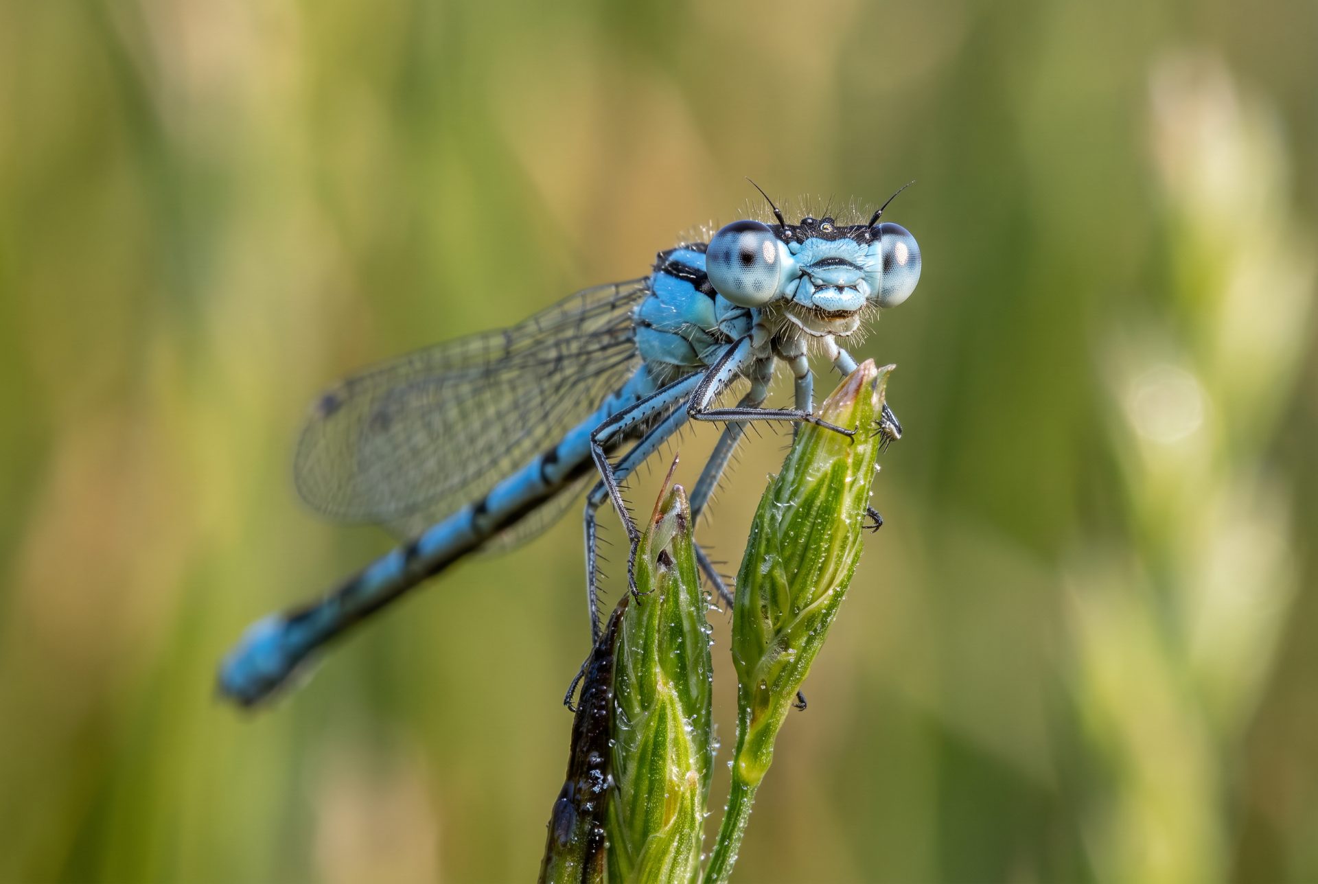 Blue Damselfly on Green Stem