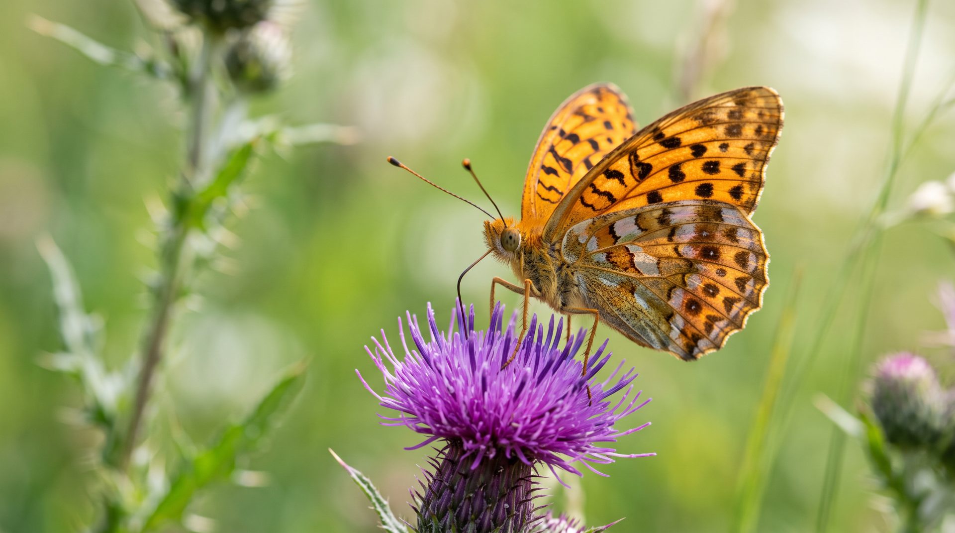 Orange Fritillary on Thistle Bloom