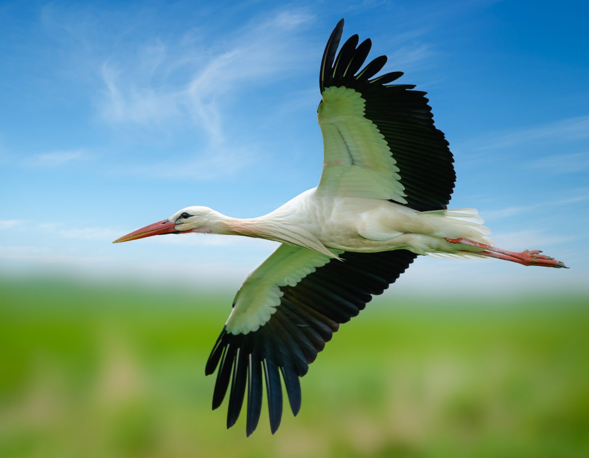 Majestic White Stork in Flight