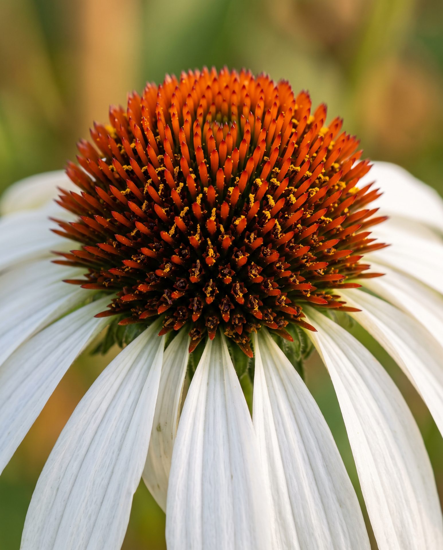 Echinacea Pollen Macro Detail
