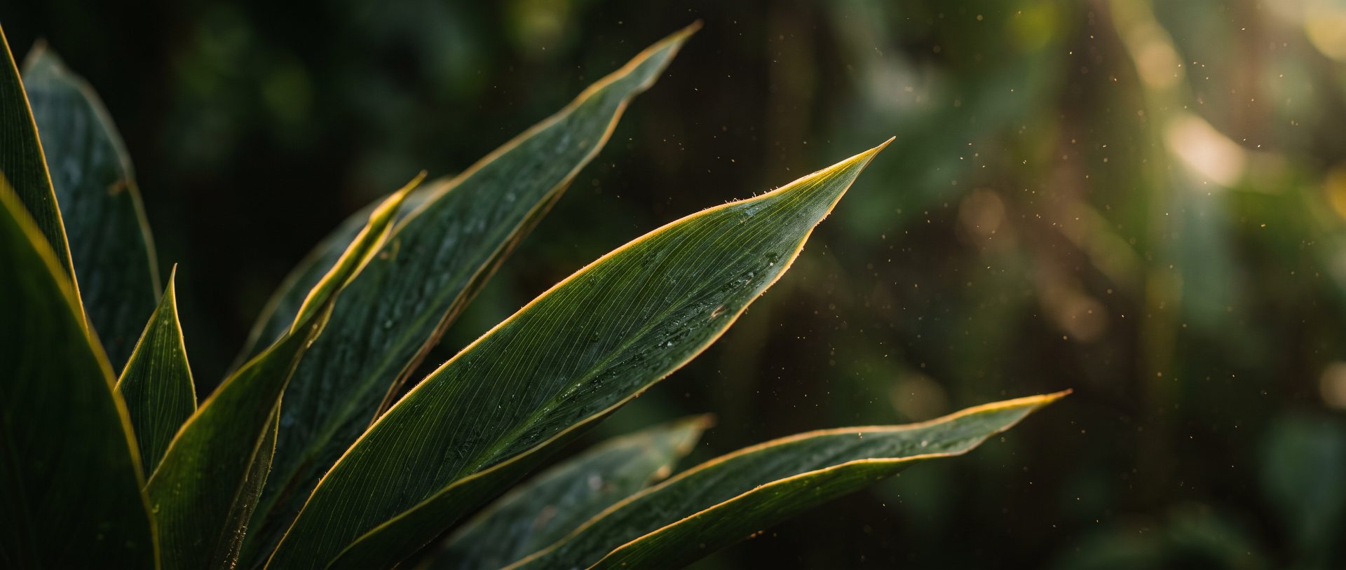 Sunlit Tropical Foliage in Dust