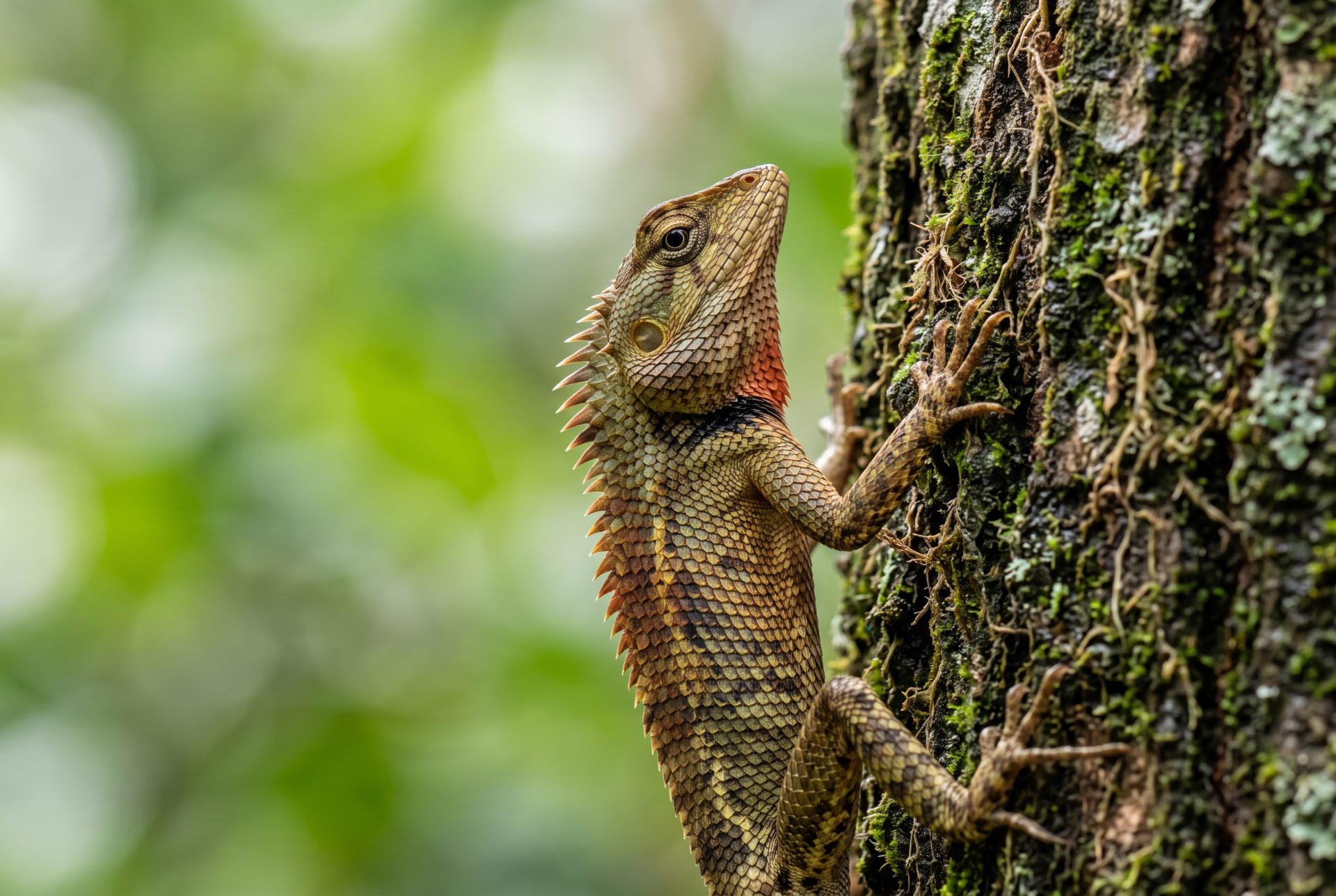 Oriental Garden Lizard on Mossy Bark
