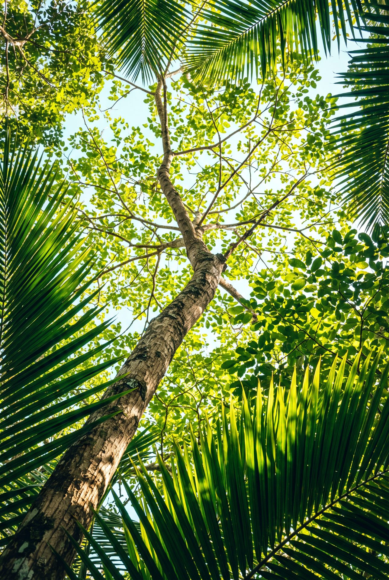Tropical Canopy Vertical View