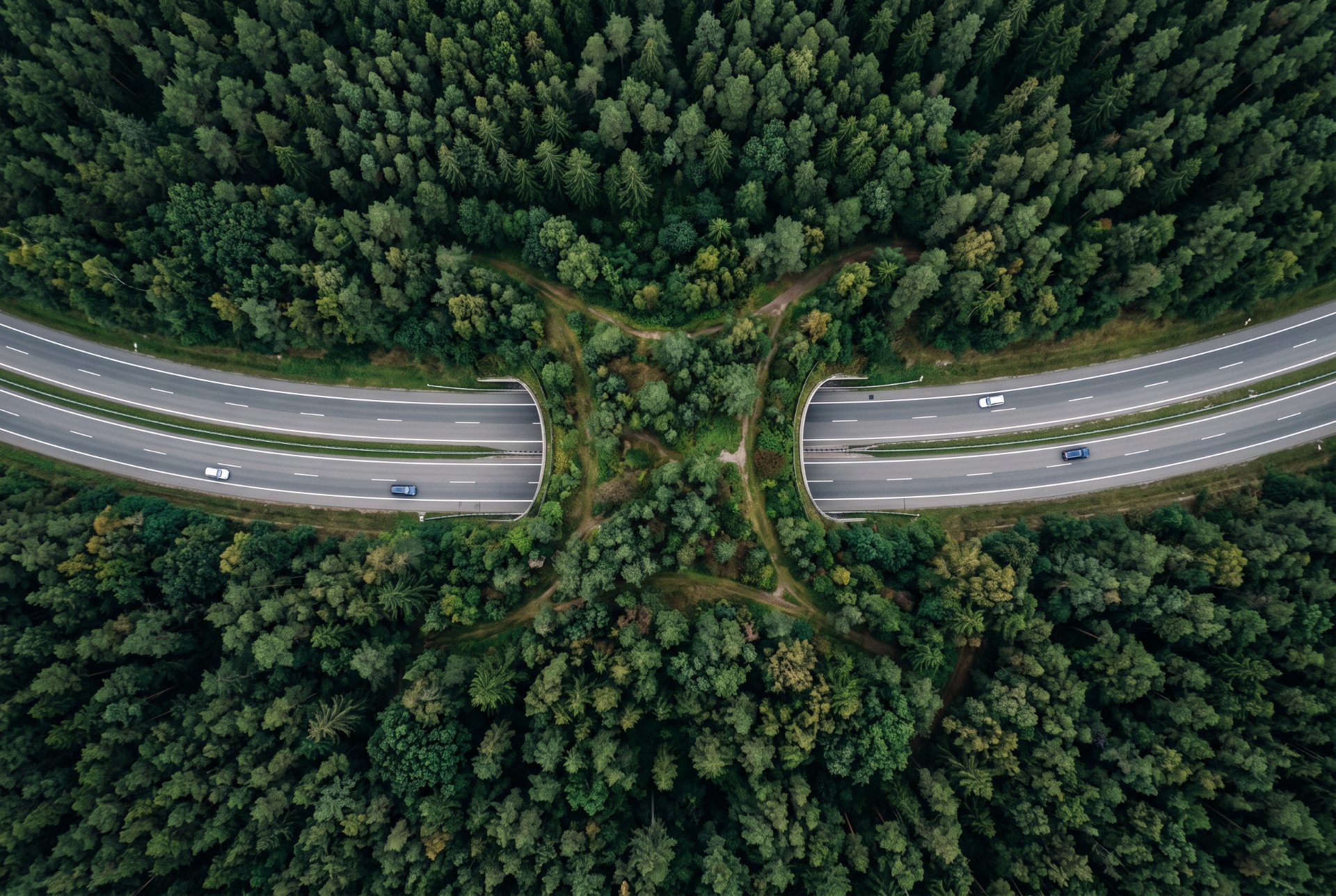 Wildlife Crossing Over Dense Forest
