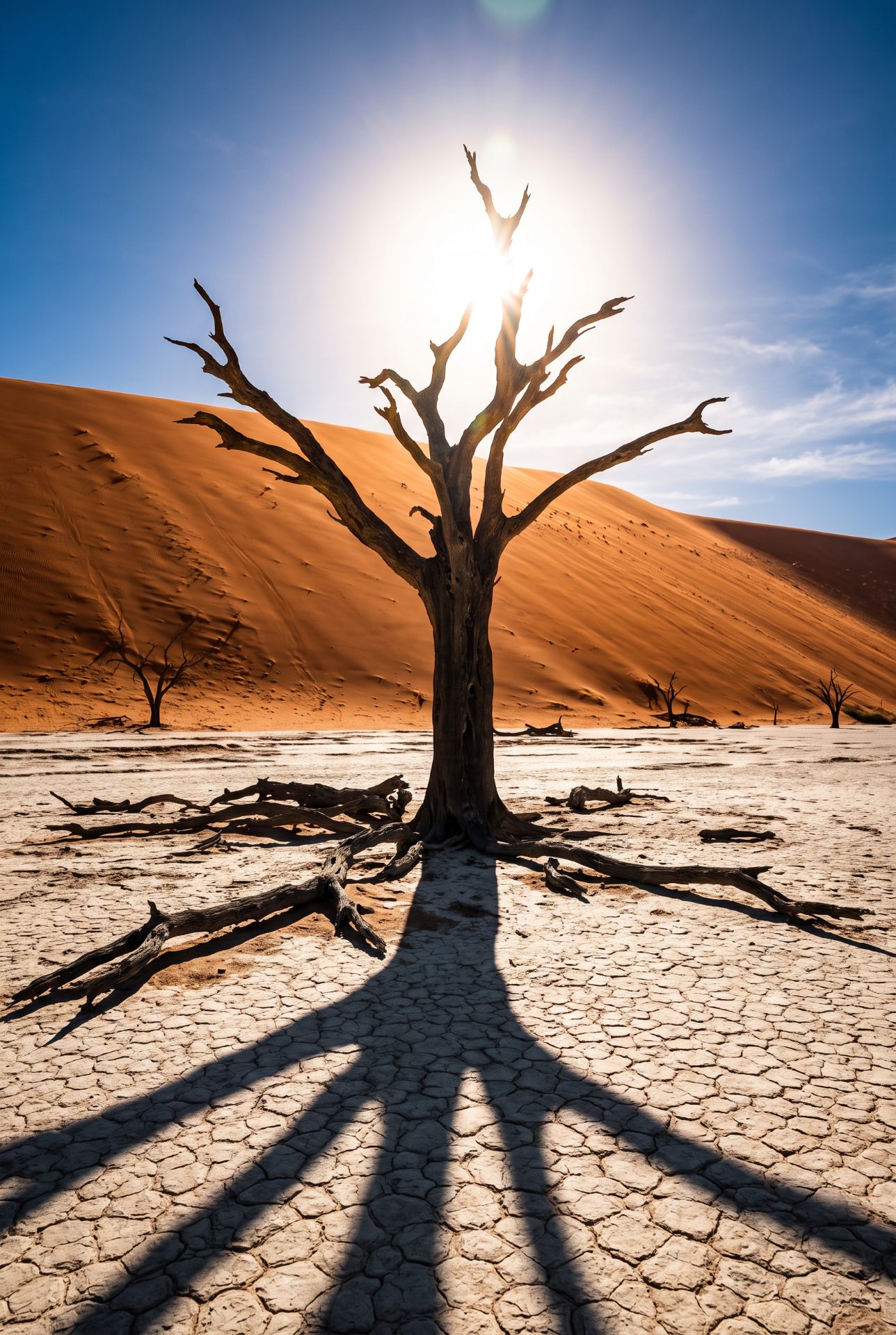 Dead Vlei Camel Thorn Tree