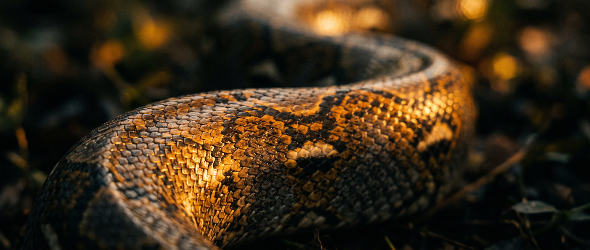 Golden Hour Snake Scales