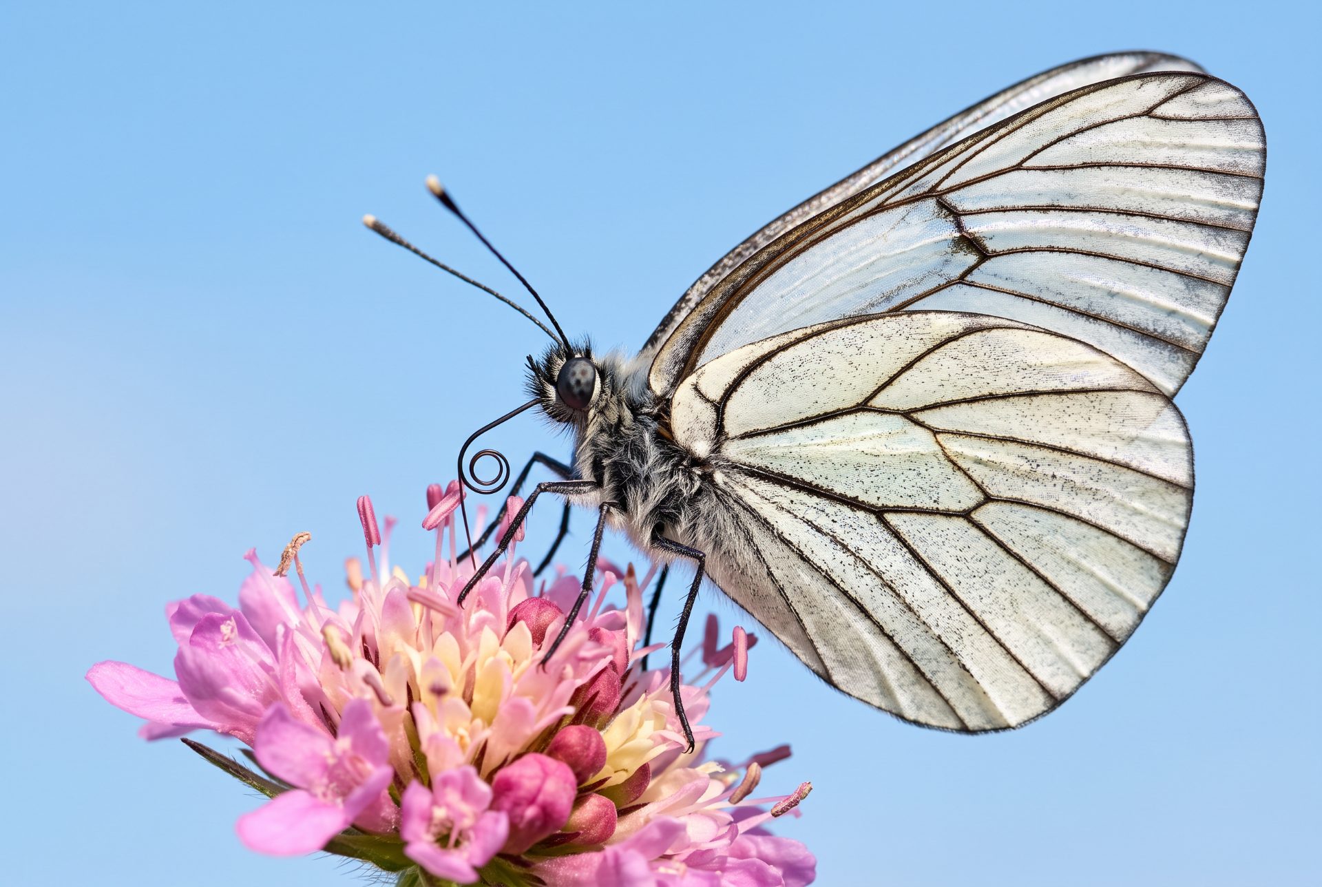 Black-veined White on Pink Blossom