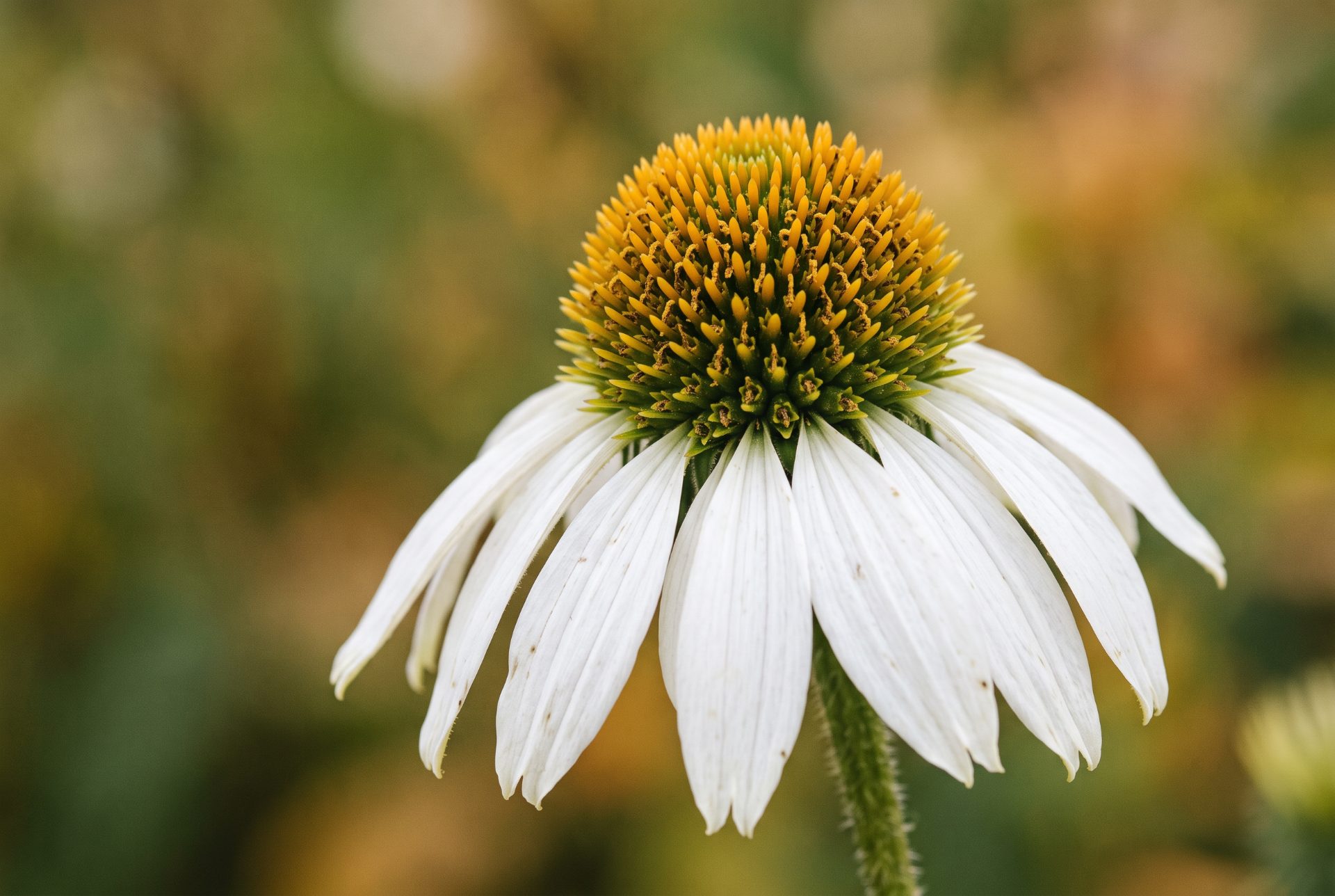 White Coneflower Macro Detail