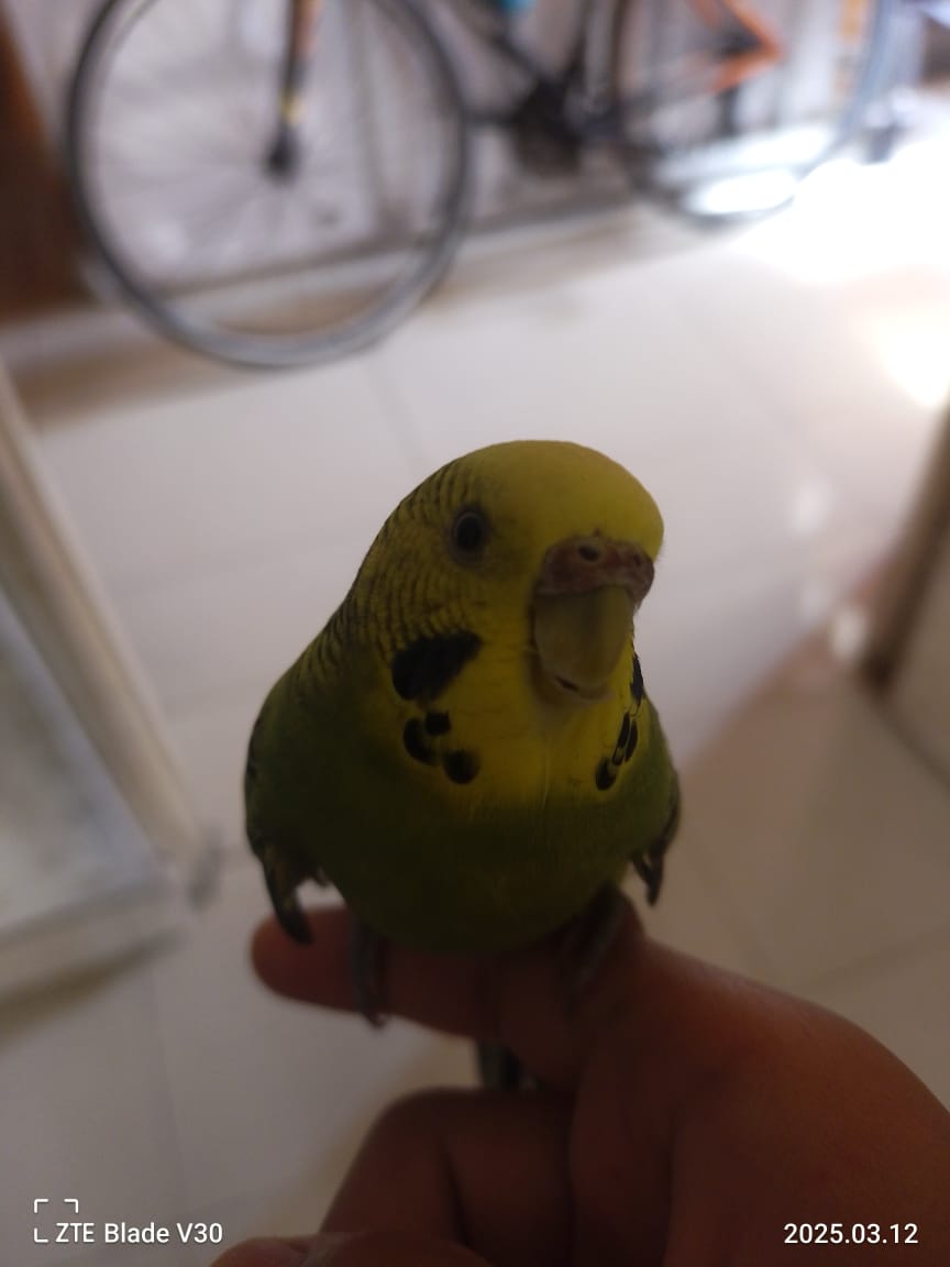 Paquito