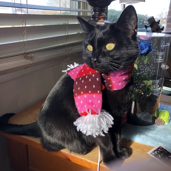 My Cat Maple