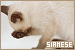 Siamese fanlisting
